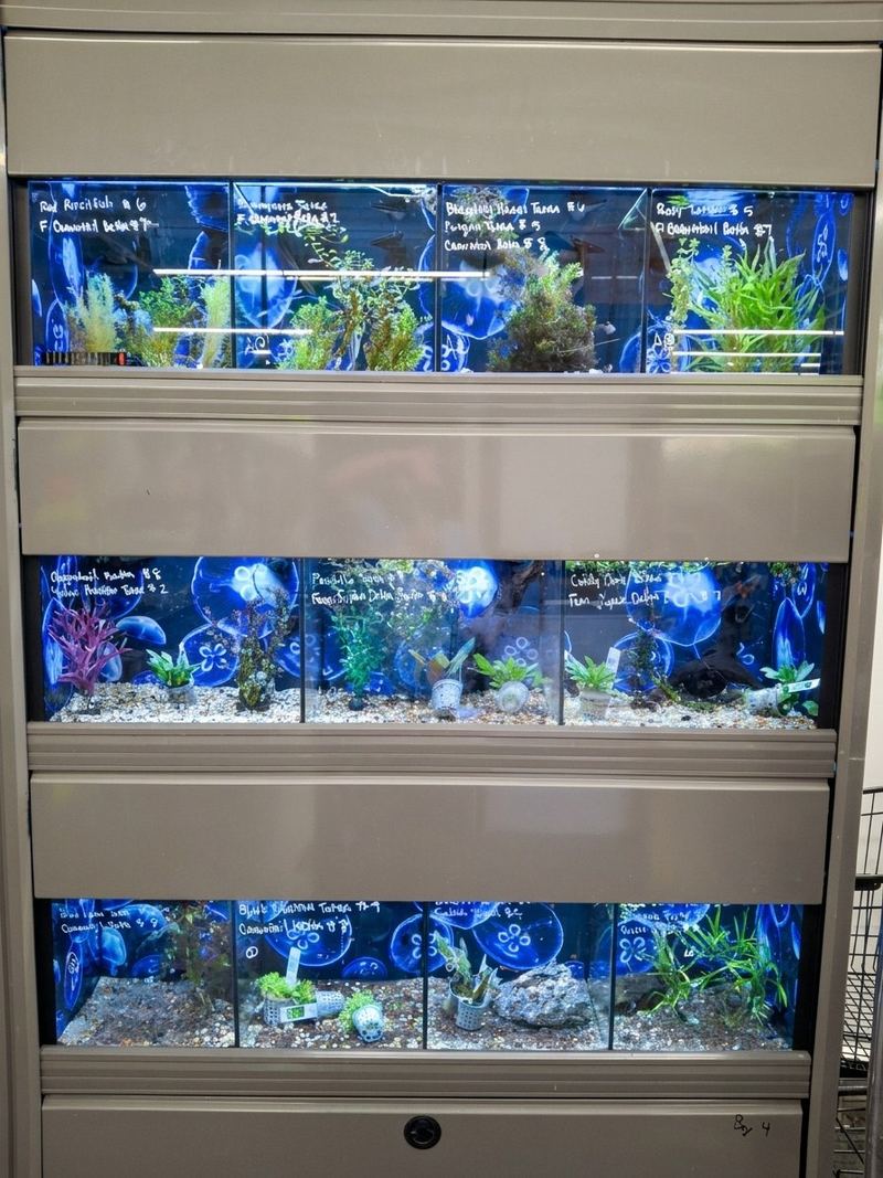 Planted aquariums with jellyfish-print backgrounds and hand-written fish names
